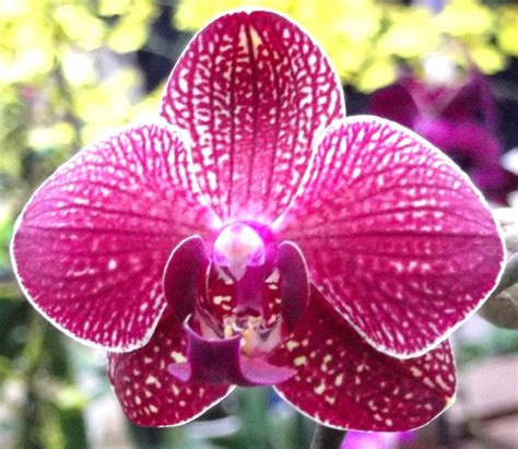 Moth Orchid Color Varieties