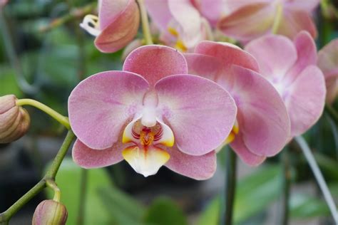 Moth Orchid Colors