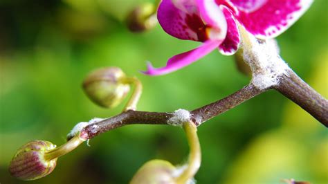 Moth Orchid Dropping Buds