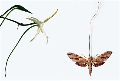 Moth Orchid Evolution