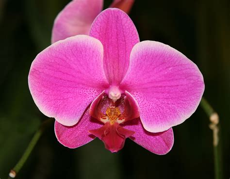 Moth Orchid Flower