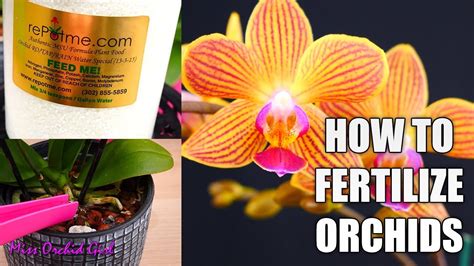 Moth Orchid Food