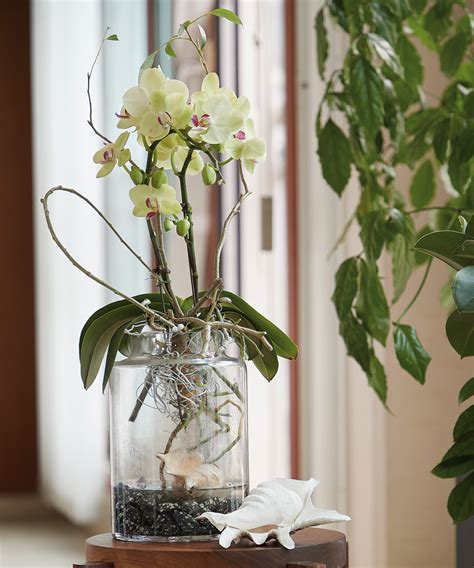 Moth Orchid Grow In Water