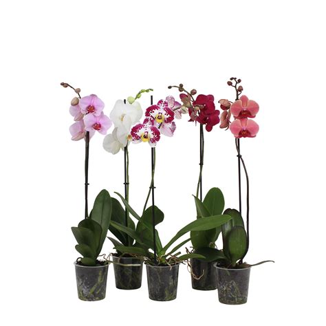 Moth Orchid Homebase