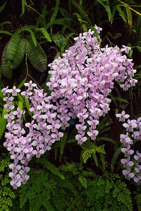 Moth Orchid In The Wild