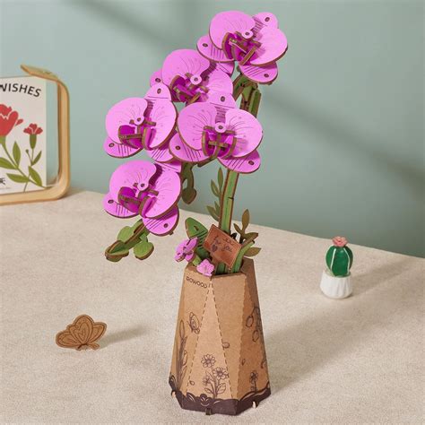 Moth Orchid Kit