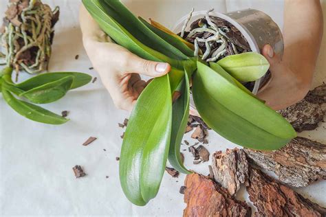 Moth Orchid Leaf Drop