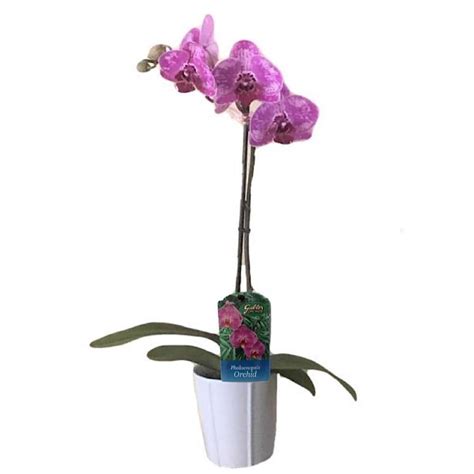 Moth Orchid Lowes