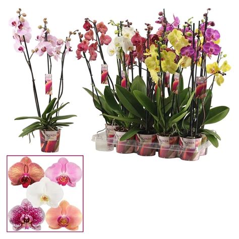 Moth Orchid Mix