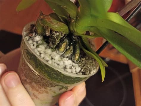 Moth Orchid Moldy