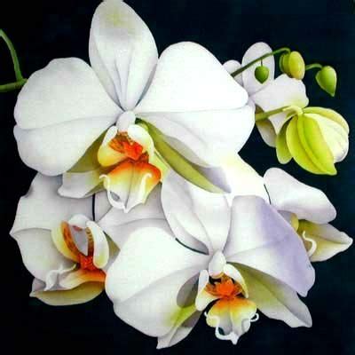 Moth Orchid Mounted