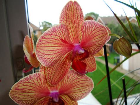 Moth Orchid North Window