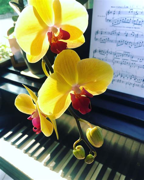 Moth Orchid Not Flowering