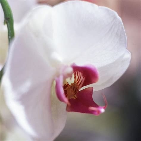 Moth Orchid Outside