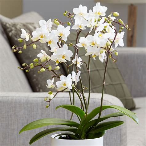 Moth Orchid Price