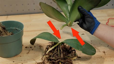Moth Orchid Propagation