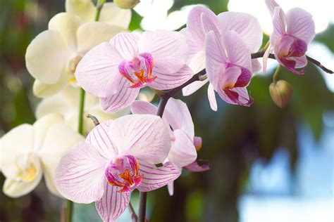Moth Orchid Rebloom