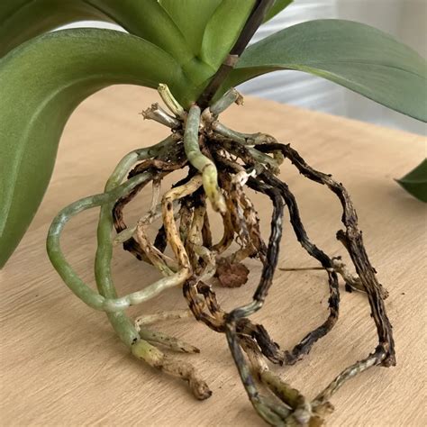 Moth Orchid Root Rot