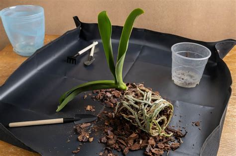 Moth Orchid Soil Repotting