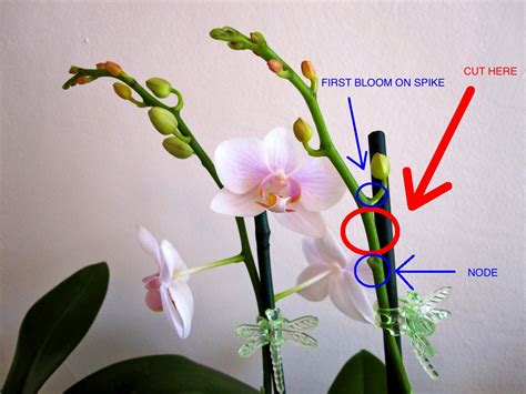 Moth Orchid Spike
