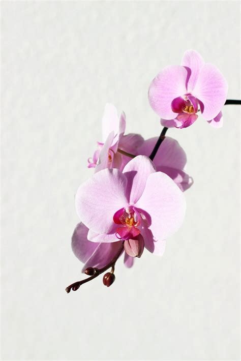 Moth Orchid Sunlight Requirements