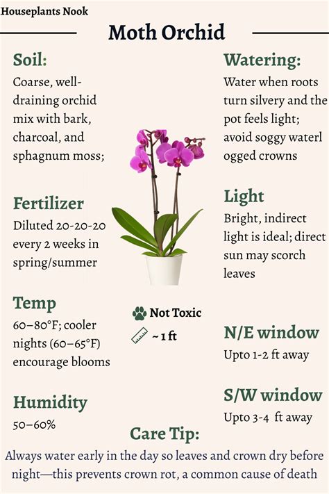 Moth Orchid Temperature