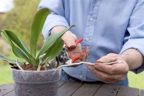 Moth Orchid Trimming