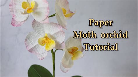 Moth Orchid Tutorial