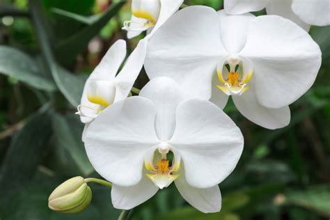 Moth Orchid White