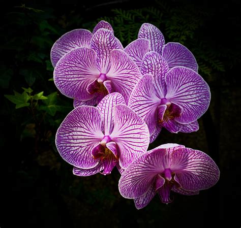Moth Orchid Wikipedia