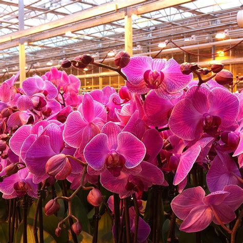 Moth Orchid Woolworths