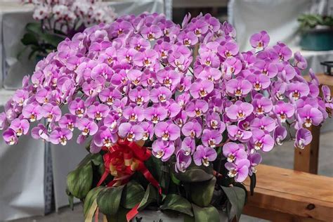 Moth Orchids For