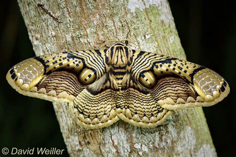 Moth Wing Patterns