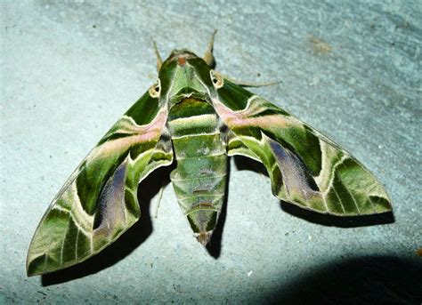 Moths Camouflage