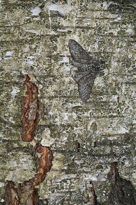 Moths in Pollution