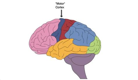 Unlocking the Mind's Motor-Skill Mastery: The Fascinating Definition of the Motor Cortex Within Psychology