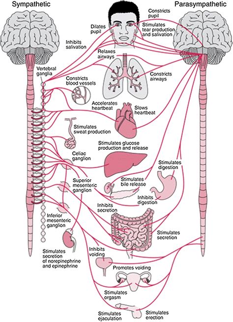 Motor Nervous System: Disorders & Solutions