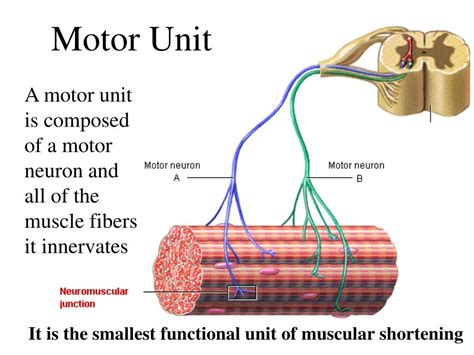 Unlocking the Complexity of Motor Unit Anatomy: Understanding the Definition and Functions