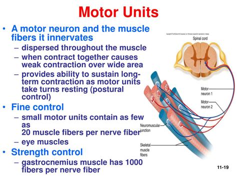 Unlocking the Dynamics of Motor Units: A Comprehensive Guide to their Definition and Anatomy