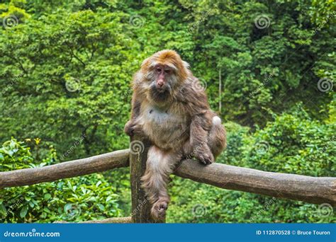 Mount Emei monkey