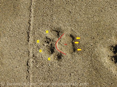 Discover the Majestic Mountain Lion Footprints in the Wild