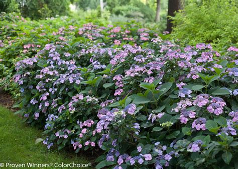 Mountain Hydrangea (Hydrangea serrata)