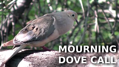 Mourning Dove alarm call