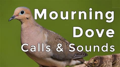 Mourning Dove song