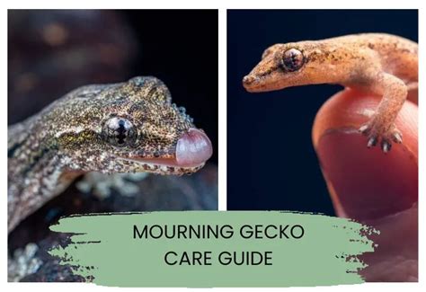 Mourning Gecko Diet