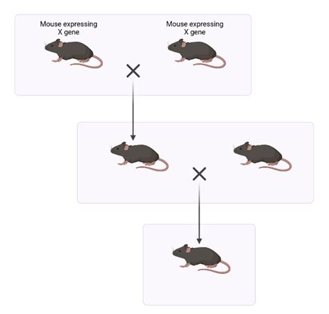 Mouse Breeding Calculator
