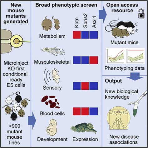 Mouse genetics and drug development