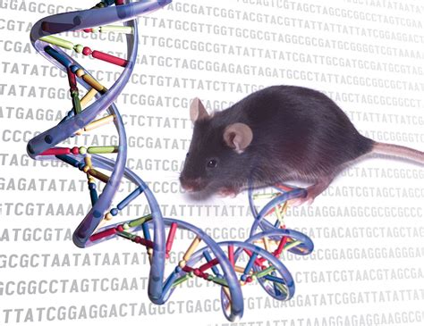 Mouse genetics and neuroscience