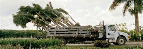 Palm Tree Moving in the Wind Stock Photo - Image of windy, cuba: 28915824