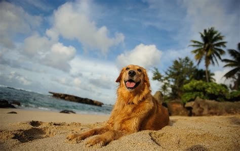 Moving To Hawaii With Pets In 2024